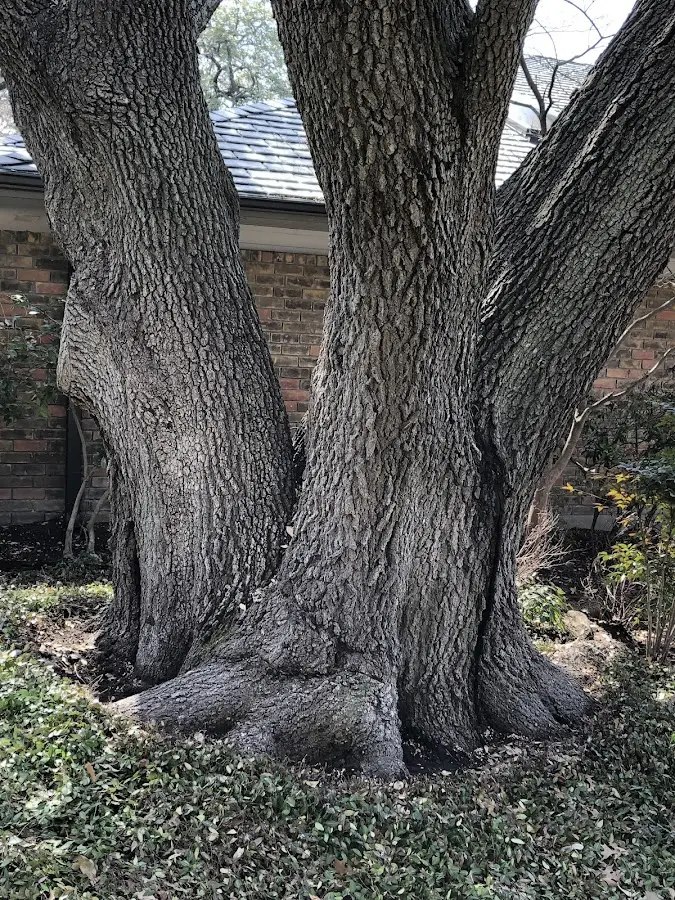 Mature heritage tree close to a Fargo property cared for by certified arborists